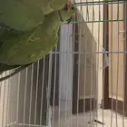 ببغاء الدرة
