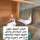 كروان البينو صافي تحته فرخ عمر شهرين ونص وتحته طبه ثنيه فرخ