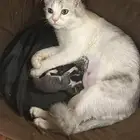قطه شيرازي مع اولادها ذكر وانثى للتبني