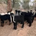 تيوس