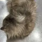قطه انثى للتبني