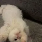 قطه للتبني أنثى