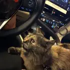 قطة للتبني