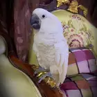 كوكاتو امبريلا