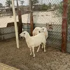 حريات