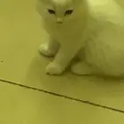 قطة صغيره للبيع الأم شيرازي