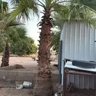 نخل وشنطني للبيع