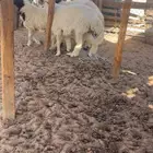 جذعان طليان نعيم و حري طيبة بإذن الله