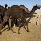 البيع حشو. 10