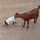 معزا محايلية دهم فاخرة للبيع