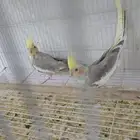 اجواز كروانات منتجة ماشالله تبارك الله