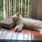 قطط هملايا للبيع