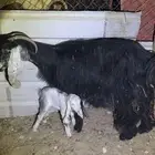 للبيع عنز تحتها جفره. صحتها زينه. ع سوم