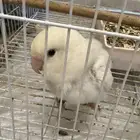 زوج من طيور روز باربع ميه