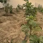 مزرعة و شالية مع ضيافة للبيع او للإيجار