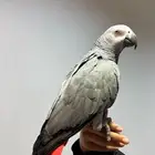 (مباع) كاسكو أليف حمامة متكلم هدد ( إنتاج محلي)