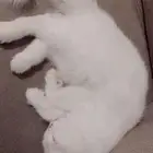 شيرازي لتبني