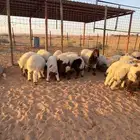 بهم نعيم للبيع