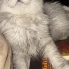 قطه للتبني