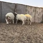للبيع خرفان نعيم