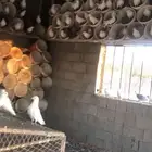 100 زوج يزيد أو ينقص  الحمام منتج وسالم من الأمراض