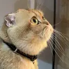 قط ذكر سكوتش فولد للبيع