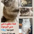 قطه مفقودة حي اليرموك مكافأة مالية