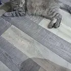 قط للتبني