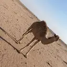 قعود للبيع