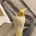 البيع كروان تربيه. ب 450