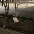 قط مطشوش خايف عند السوق السمك راعيه الأن راعيه طاشه