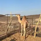 بكره هجن