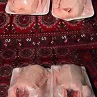 فروخ وز فل الفل