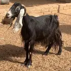 عنز دافع