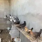 دجاح ( بياض )