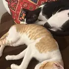 قطط للتبني
