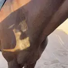 حصان للبيع