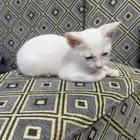 قطه للبيع