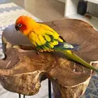 صن كنيور صبغة خارقه ماشاء الله