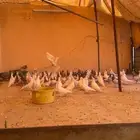 حمام فرنسي سوبر جامبو