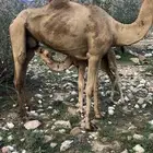 ناقه مع ولدها ذكر