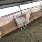 طليان فحول مشروطه واحد جذع وواحد ثني