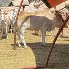 بقر بلدي مقاني للبيع مراح كامل