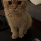 قط سكوتش فولد