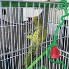 تمالبيع دره نادر هجين اخضر و اصفر نصف ولافه صحه و نظافه