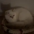 قط ذكر للتبني