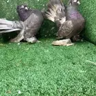 جوز كرنقو مع الانتاج