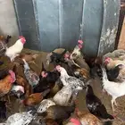 دجاج