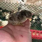 صيصان دجاج