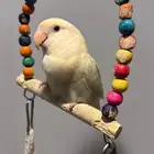 (مباع) روز أوبلاين كريمي اليف نشبه هدد ( ذكر جاهز )